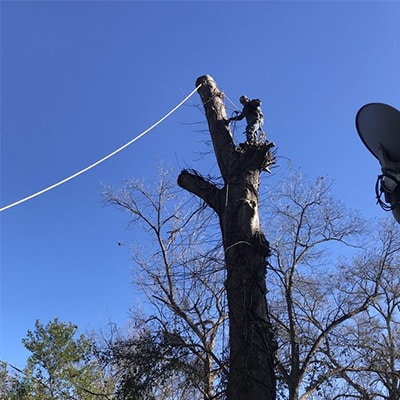 Tree Removal