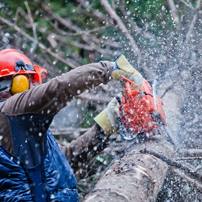Tree Trimming